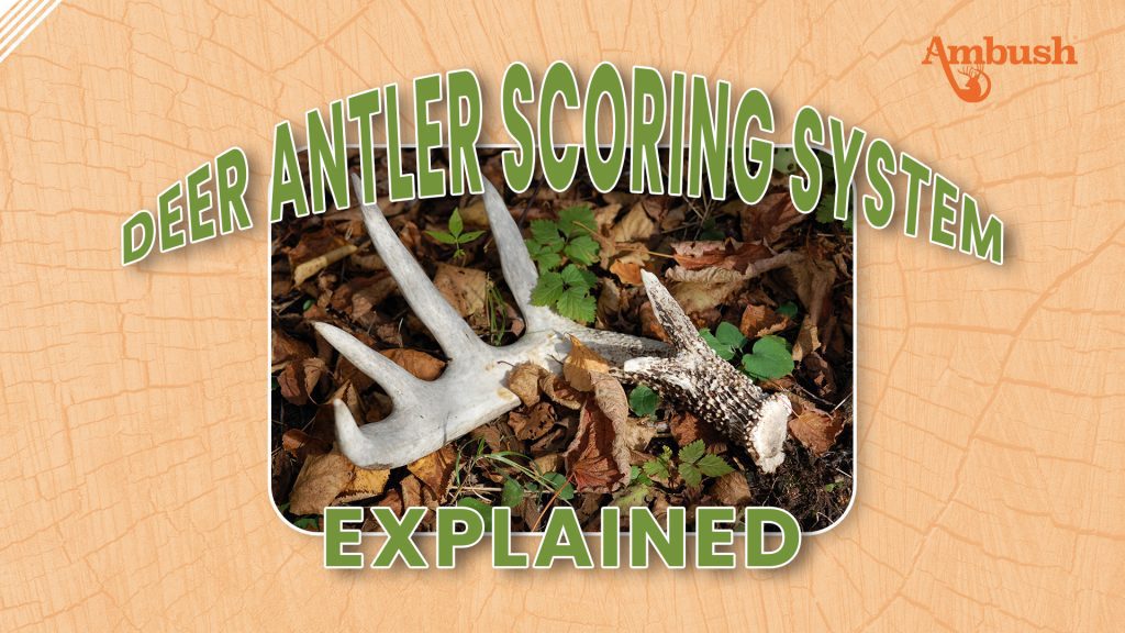 Antler Scoring System Explained