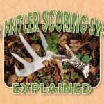Antler Scoring System Explained