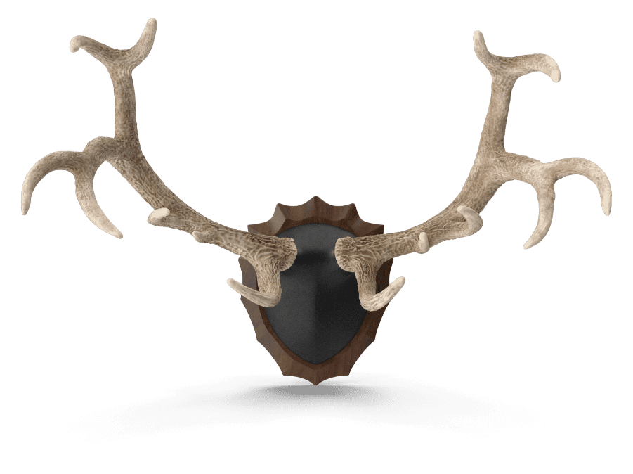 Red Deer Stag antlers on a wall mount