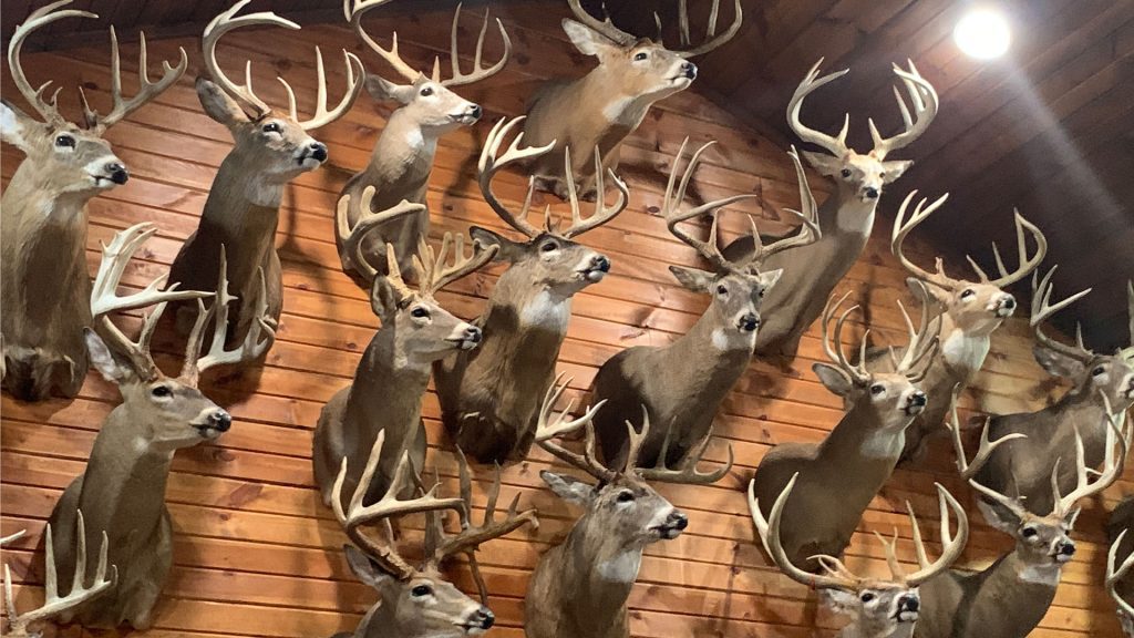 wall full of shoulder mounted deer
