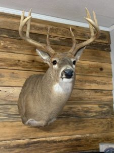 Whitetail Deer Shoulder mount
