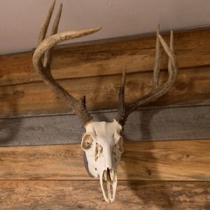 traditional skull mount on a wall