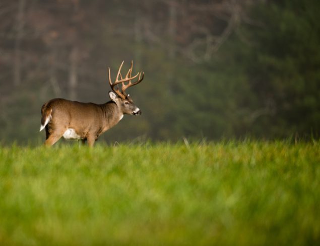 Large whitetailed deer buck standing in an open meadow during heavy morning fog