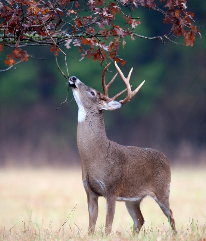 What Call Will Attract Bucks?  