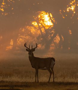 buck in forest at sunrise