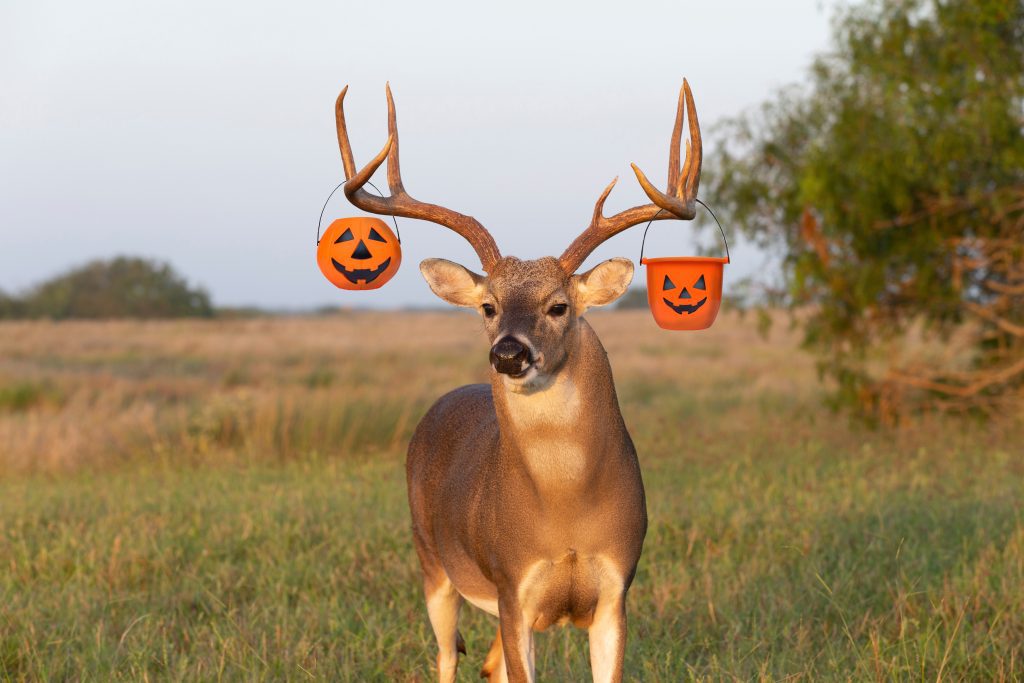 A buck with two plastic halloween buckets stuck in his antlers