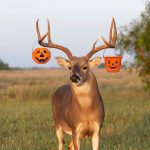 A buck with two plastic halloween buckets stuck in his antlers