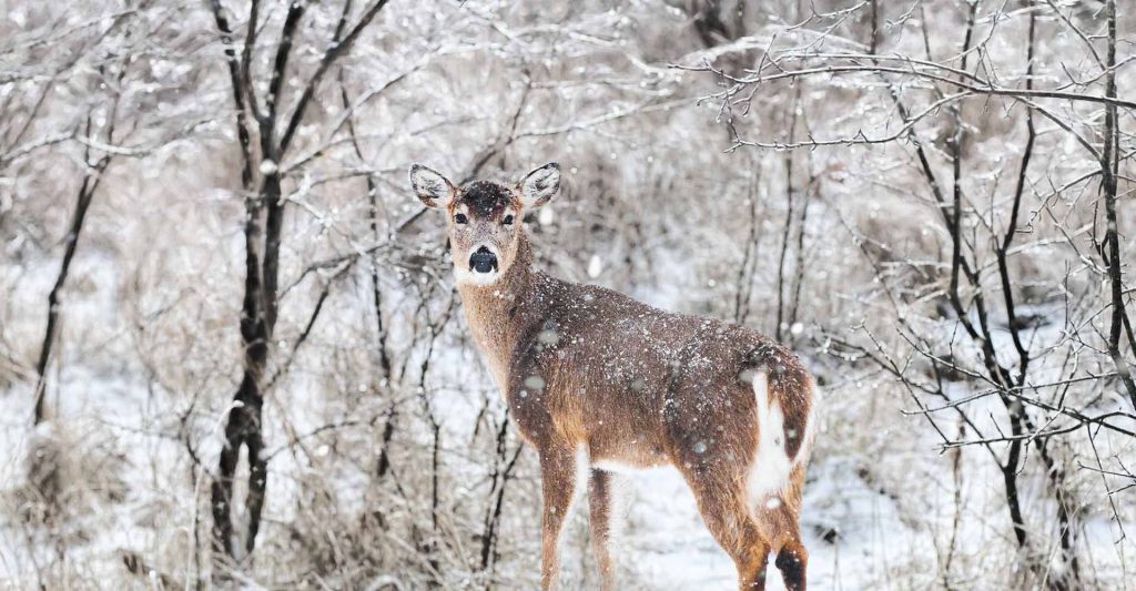 a deer in a snowy landscape