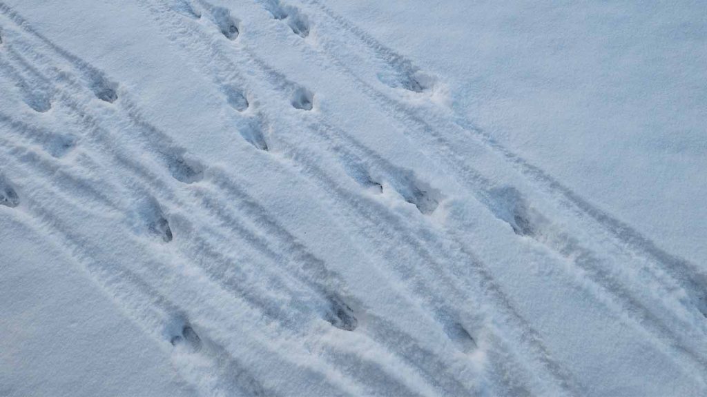 two sets of deer tracks in snow