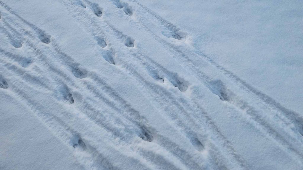 resize two sets of deer tracks in snow